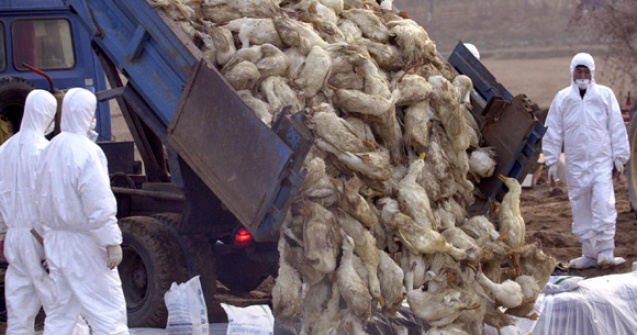 Gripa aviara se extinde din nou in Europa