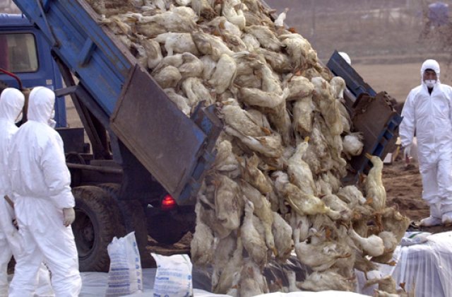 Gripa aviara se extinde din nou in Europa