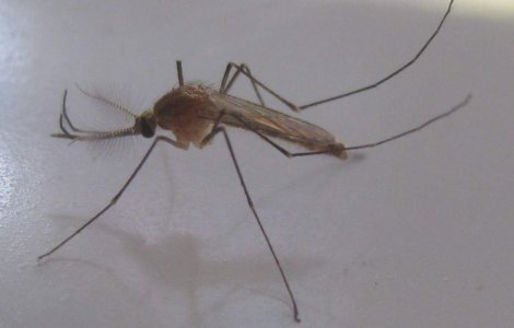  Video  Alerta in Romania: Doua persoane ucise de virusul West Nile