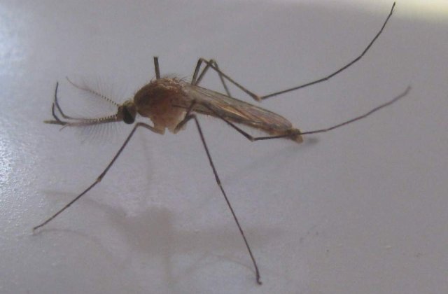 [VIDEO] Alerta in Romania: Doua persoane ucise de virusul West Nile