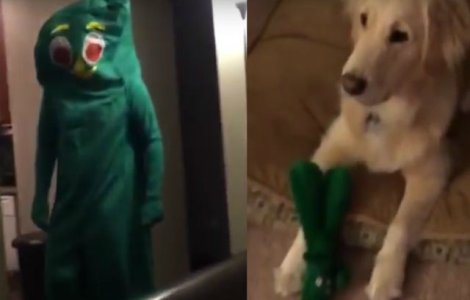 Reactia acestui caine dupa ce jucaria preferata a prins viata