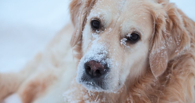  Top  Zapada a ajuns oficial in Romania!