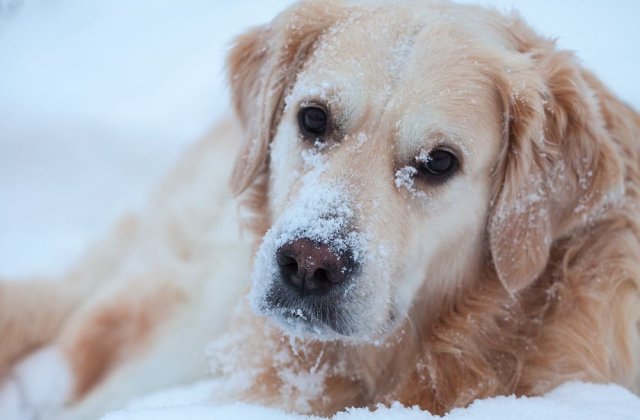 Zapada a ajuns oficial in Romania! Primele fotografii cu ninsoarea din tara