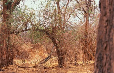  Top  13 Maestri ai camuflajului, prinsi in fapt