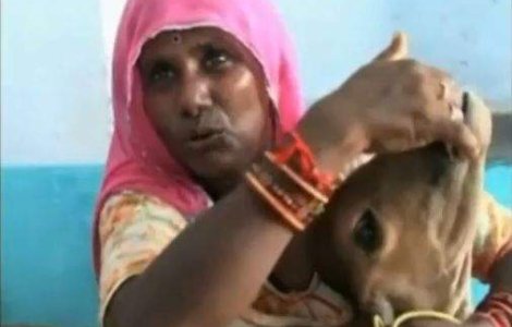  Video  O indianca alapteaza un vitelus