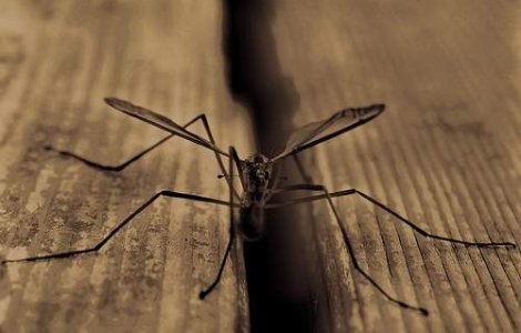 Doua cazuri de infestare cu virusul West Nile in Ungaria