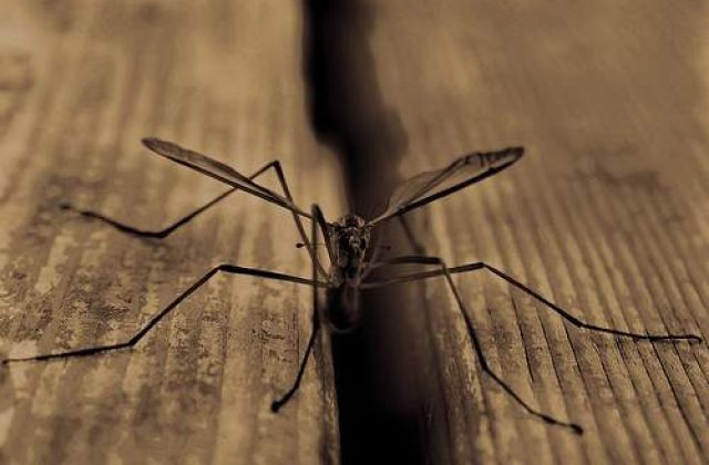 Doua cazuri de infestare cu virusul West Nile in Ungaria