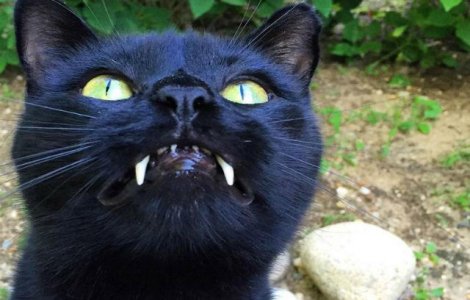 Aceasta pisicuta are dinti de vampir. Uite cat de simpatica este!