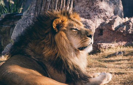  Top  Top 10+1 lucruri FASCINANTE despre lei