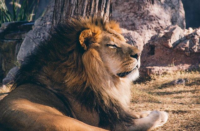 Nu degeaba sunt numiti "regii animalelor"! Top 10+1 lucruri FASCINANTE despre lei