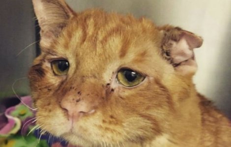 Transformarea prin care a trecut o pisica dupa ce a fost adoptata