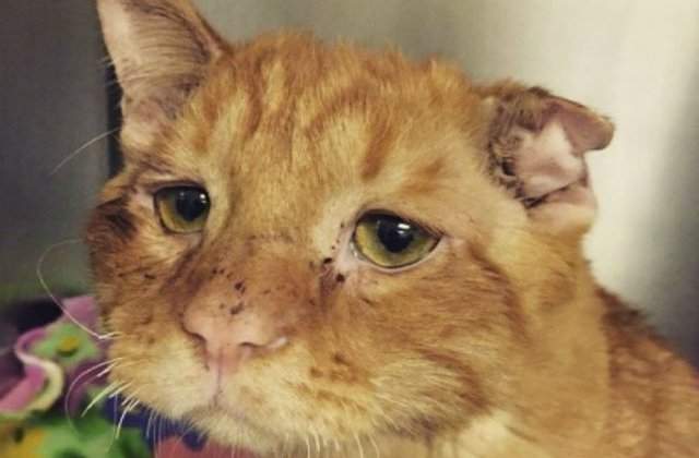 [FOTO] Transformarea miraculoasa prin care a trecut aceasta pisica la o ora dupa ce a fost adoptata