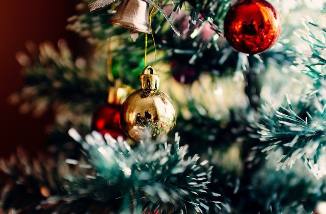 [Foto] Primaria orasului Targu Jiu a cumparat un brad de 90.000 de euro. Inspectorii Curtii de Conturi verifica achizitia