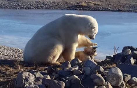  Video  O prietenie mai... altfel. Un urs polar mangaie un caine