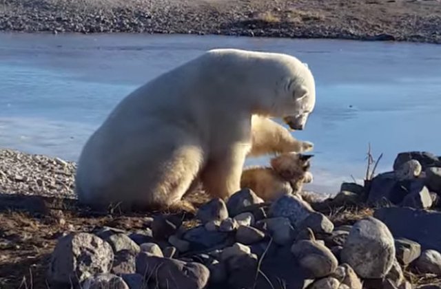 [VIDEO] O prietenie mai... altfel. Un urs polar mangaie un caine