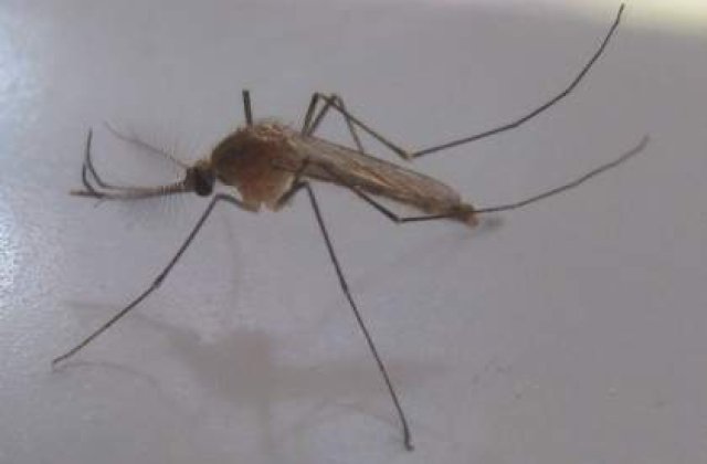 Noi cazuri de West Nile, confirmate de Institutul Cantacuzino