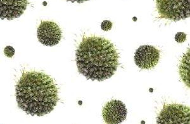 Doua noi cazuri de antrax, descoperite in nordul Bulgariei