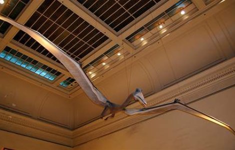 Cel mai mare Pterosaur din lume, descoperit in Romania