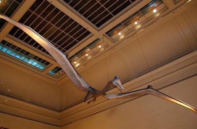 Cel mai mare Pterosaur din lume, descoperit in Romania