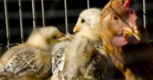 Epidemie de gripa aviara in 8 tari europene. Mii de pasari sacrificate
