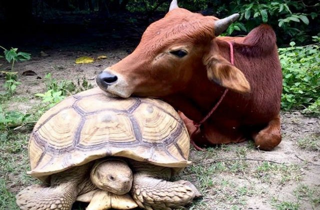 [FOTO] Cum au ajuns o broasca testoasa si un vitel sa fie prieteni de nedespartit