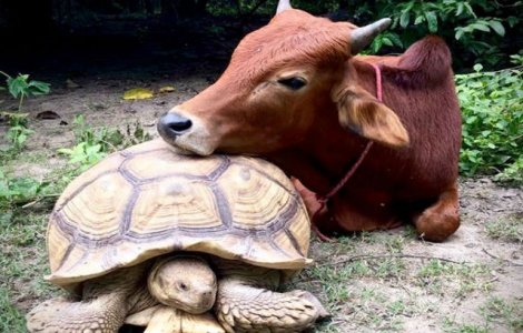 Prietenie inedita intre o broasca testoasa si un vitel