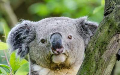 Imposibil sa nu te...