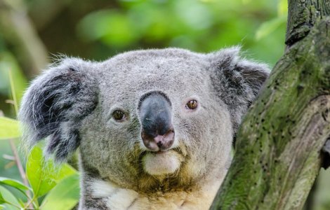  Top  Cei mai simpatici si jucausi ursuleti Koala, in ipostaze haioase