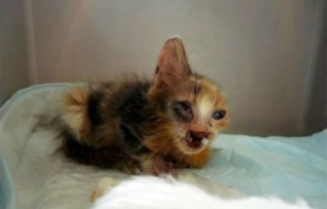 O copila a adoptat o pisica desfigurata pe care nu o voia nimeni