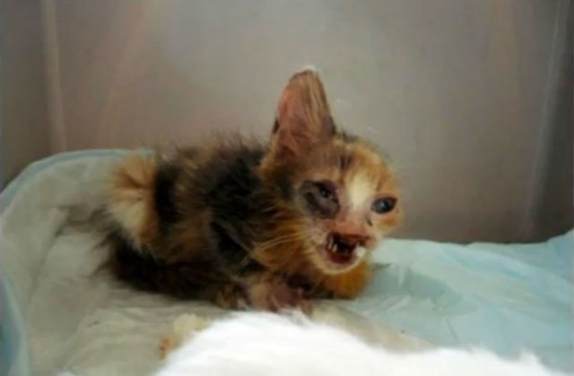 [FOTO] Gestul emotionant al unei fetite de 7 ani: a adoptat o pisica desfigurata pe care nu o voia nimeni