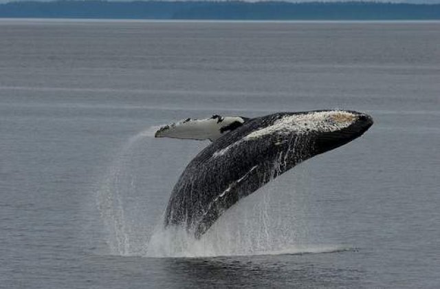 Copiii din Japonia, hraniti cu carne de balena
