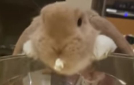 Reactia unui iepuras atunci cand gusta popcorn pentru prima data