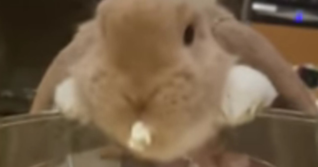 Reactia unui iepuras atunci cand gusta popcorn pentru prima data