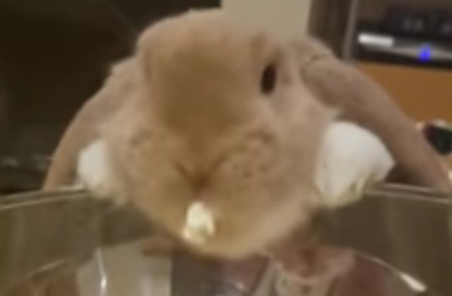 [VIDEO] Reactia unui iepuras atunci cand gusta popcorn pentru prima data