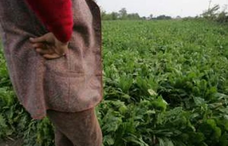 Fondurile UE pentru agricultura 'ucid' sute de oameni anual