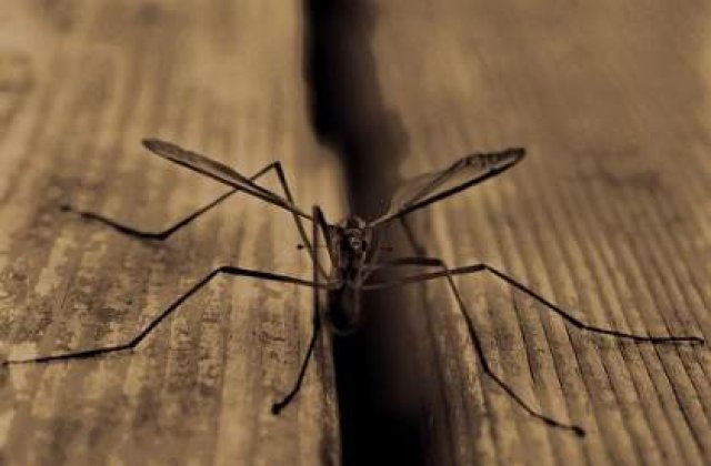 Noi cazuri de infectare cu virusul West Nile