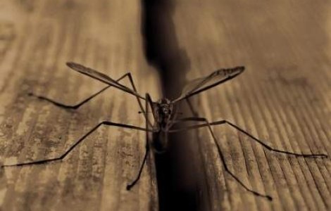 Ministerul Sanatatii: Cum sa va protejati impotriva tantarilor