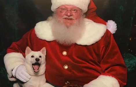 Reactia unui caine cand il intalneste pentru prima data pe Mos Craciun