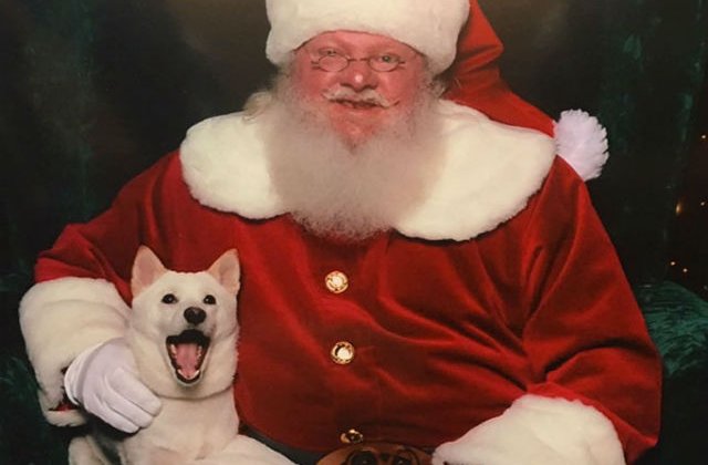 [FOTO] Reactia unui caine atunci cand il intalneste pentru prima data pe Mos Craciun