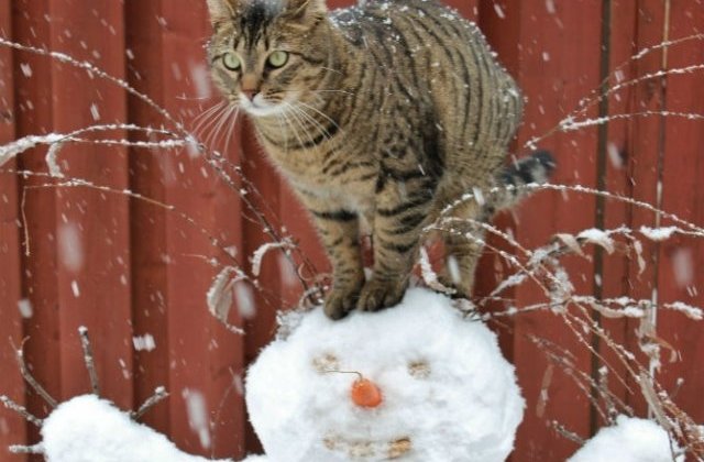 10 animale simpatice care adora zapada