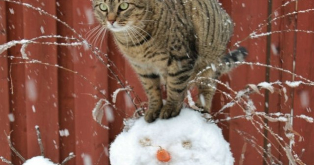  Top  10 animale simpatice care adora zapada