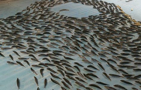 Un parc de distractii a congelat 5.000 de pesti intr-un patinoar