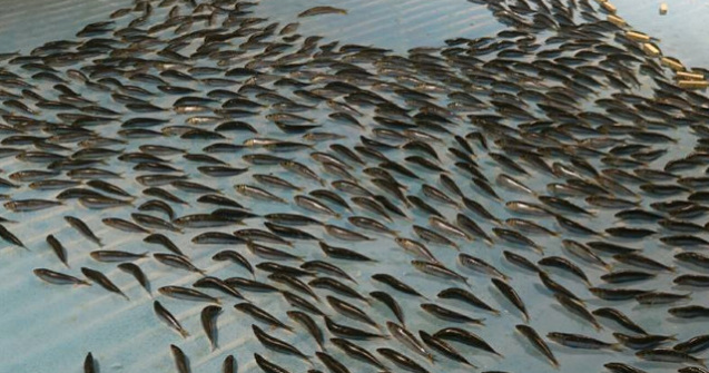 Un parc de distractii a congelat 5.000 de pesti intr-un patinoar