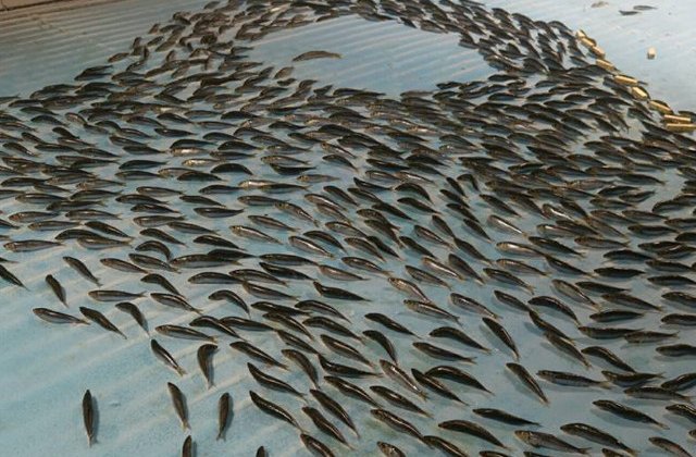Un parc de distractii a congelat 5.000 de vietuitoare marine in gheata unui patinoar VIDEO