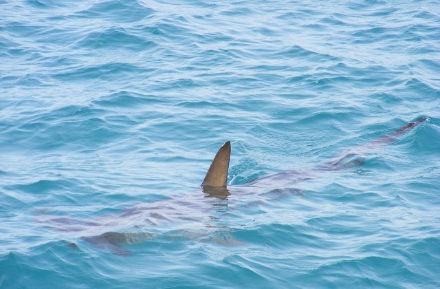 [Video] Au scos un rechin din apa cu mainile goale. Povestea rapitorului salvat de doi frati