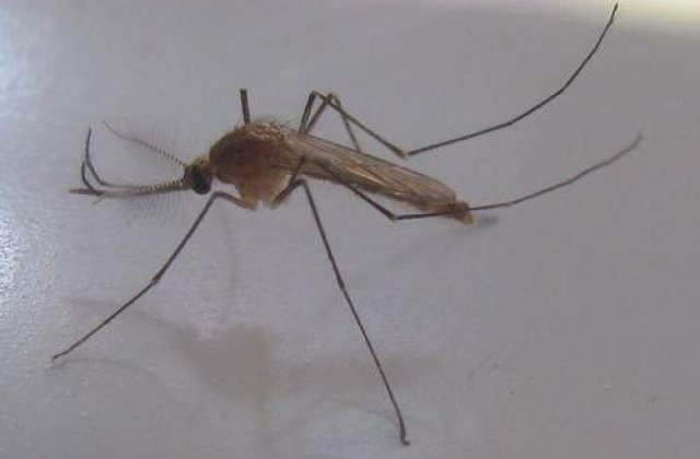 Trei decese in Turcia, din cauza virusului West Nile