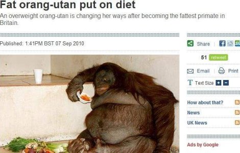  Video  Urangutan supraponderal, pus la dieta