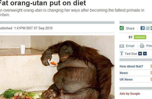 [VIDEO] Urangutan supraponderal, pus la dieta