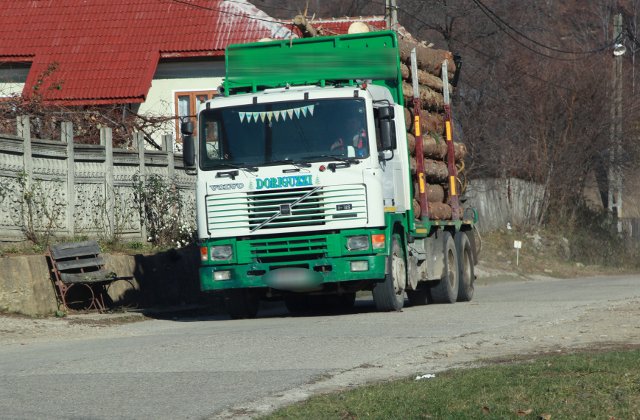 Greenpeace Romania a descoperit 35 de transporturi ilegale de lemn in Gorj, in valoare de 25.000 de euro