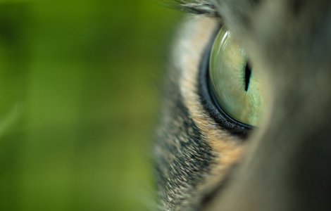  Video  Motivul pentru care animalele nu au blana verde